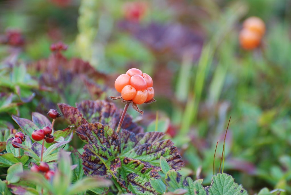 What Happens to The Body When You Eat Cloudberries Cloudberries1