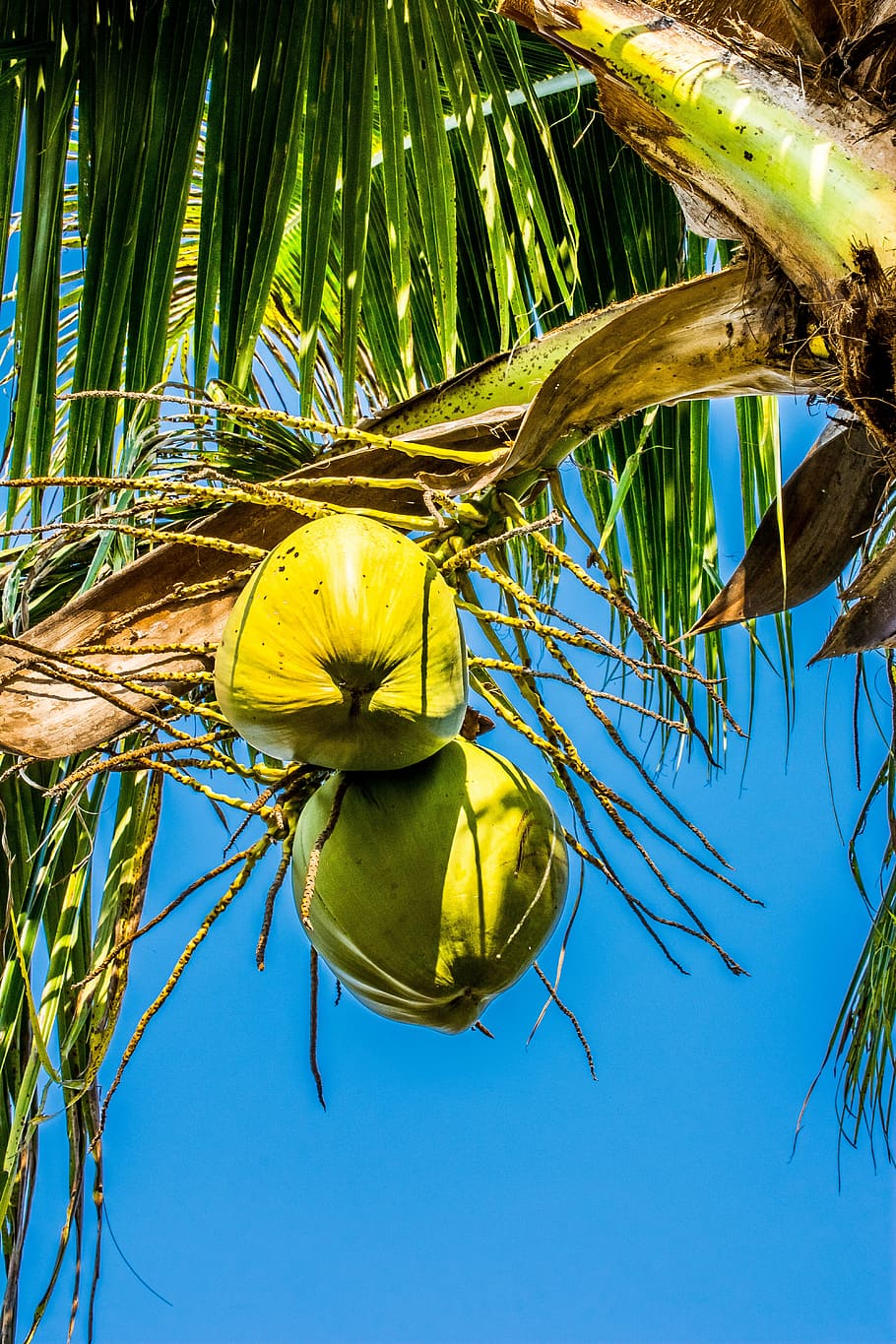 Culinary Trend coconuts coconut coconut tree1
