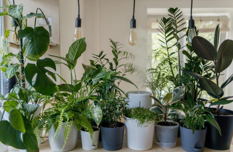 How To Transplant Houseplants plants in pots