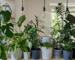 How To Transplant Houseplants: 5 Tips Everyone Should Know