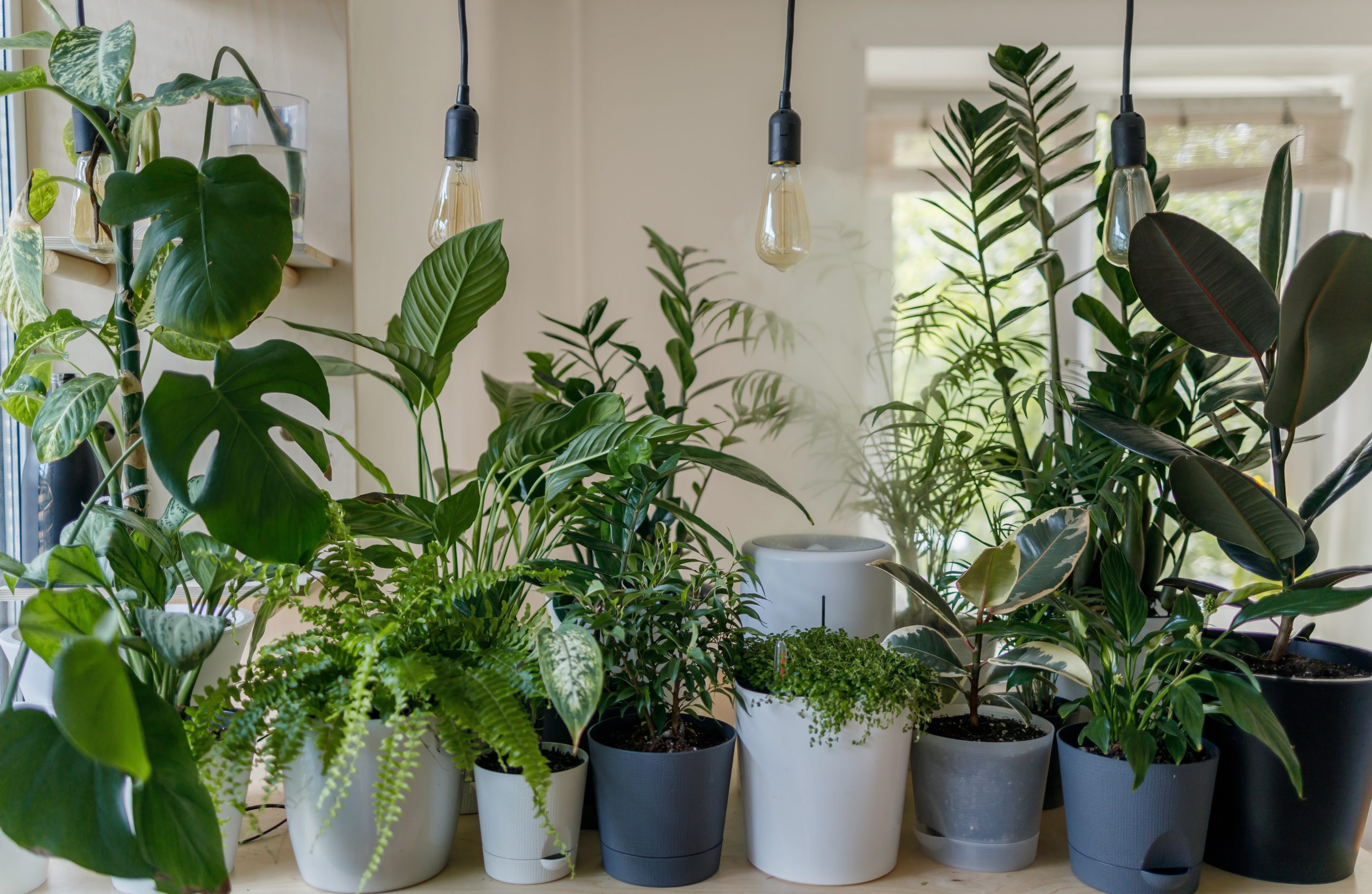 How To Transplant Houseplants plants in pots scaled