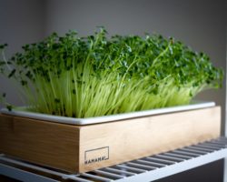 How to Grow Micro-greens on the Windowsill Without Land