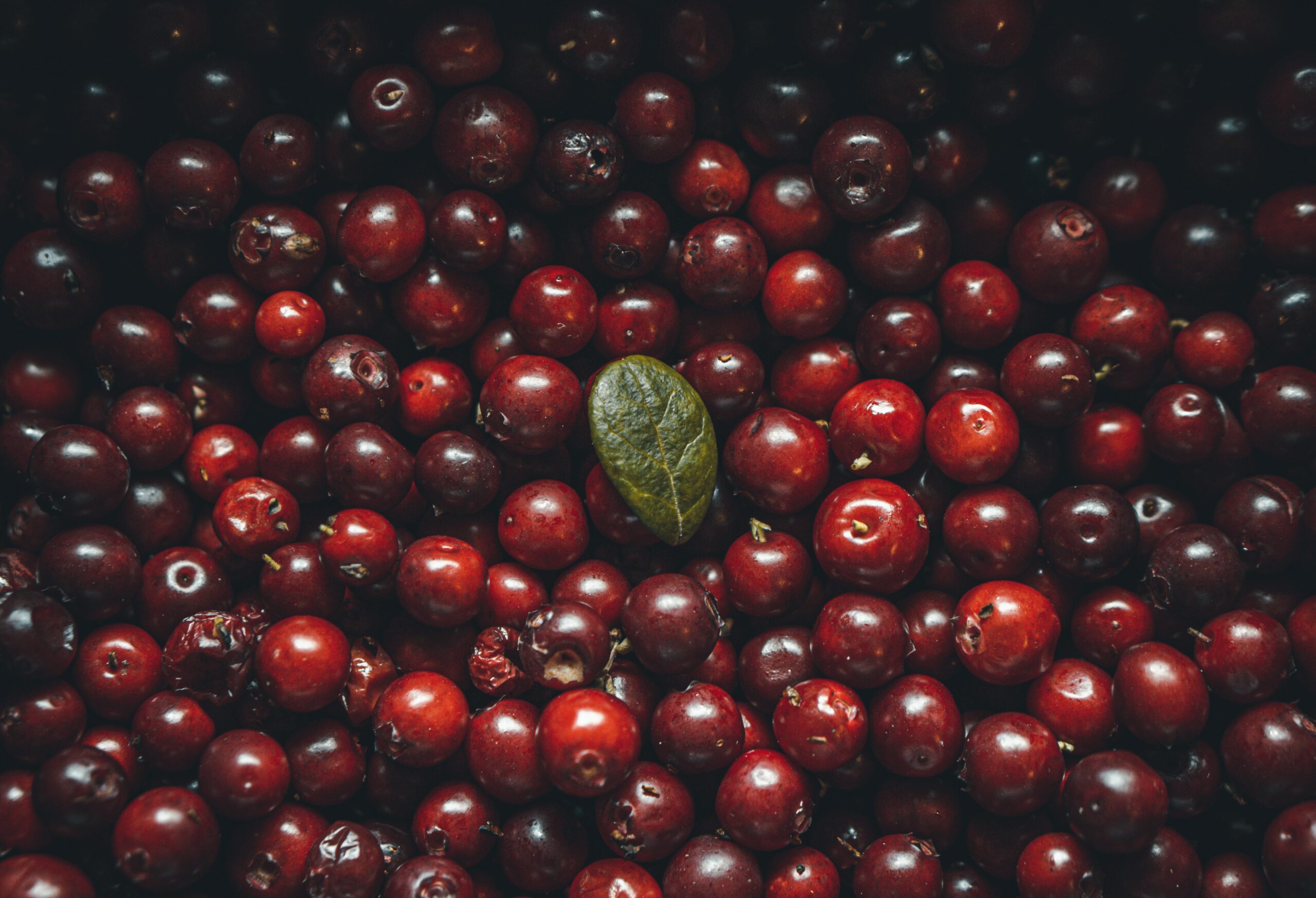 The Best Remedy For Immunity Is Cranberries: Proven By Doctors a sssg0qk5tNY unsplash scaled